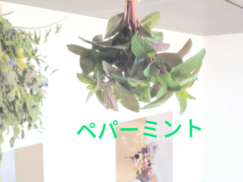 ペパーミント10本以上🌿爽やかな香り🌿約15cm☆自然栽培🏣ゆうパック