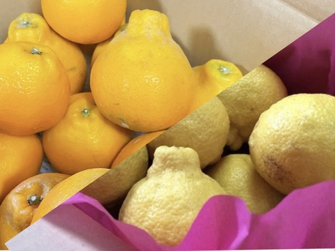 【みかん食べくらべ】はるみ4kgはるか4kg【ゲン担ぎ福袋】少々キズあり大小まざり