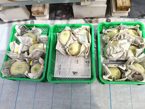 【贈答用】あっ晴れメロン1玉化粧箱入り