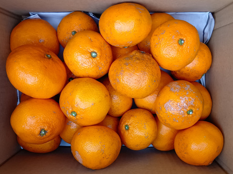 糖度・酸度のバランスの良い温州みかん　C 4.5kg