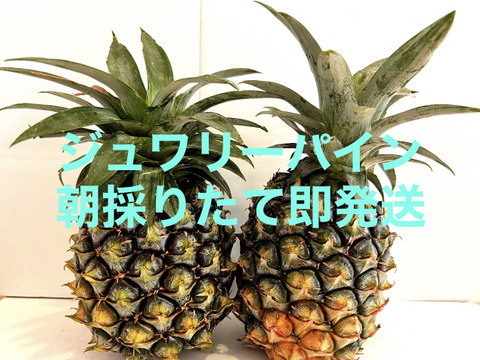 パイナップル石垣島 2025年初搾り石垣島産 パイナップル100％ジュース『 直充 -ちょ
