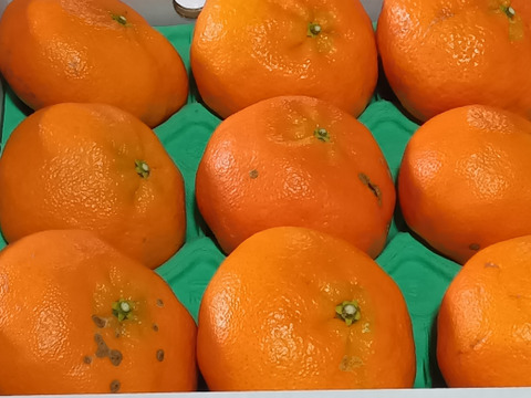 プチプチ甘～い！ひめまる甘平【訳あり・家庭用３Kg】