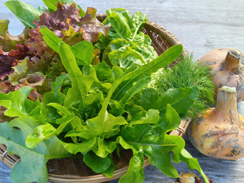 サラダセット　肥料農薬不使用、固定種。