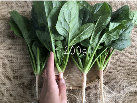 越冬野菜[2kg] 甘い根っこも丸ごと収穫！アクがない肉厚ほうれん草