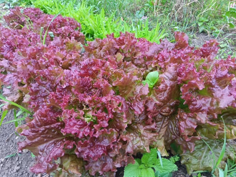 自然栽培の葉物たち　固定種、肥料農薬不使用