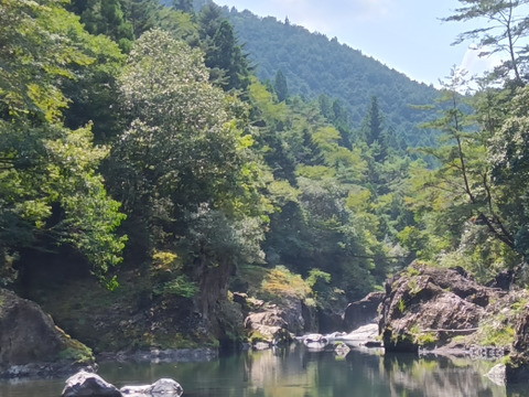 「天然鮎」一夜干し　800g 14〜28尾　−60℃急速凍結　徳島海部川産「波乗り鮎」