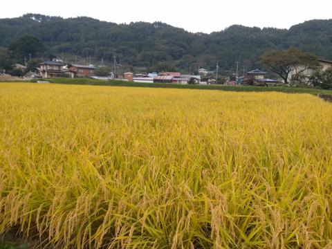 令和７年産　長野県富士見町蔦木産コシヒカリ　５ｋｇ
