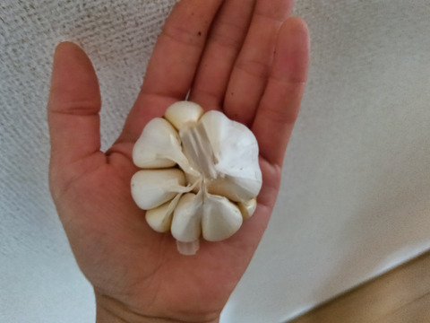 にんにく　上海早生　農薬化学肥料不使用　自家採種　500ｇ