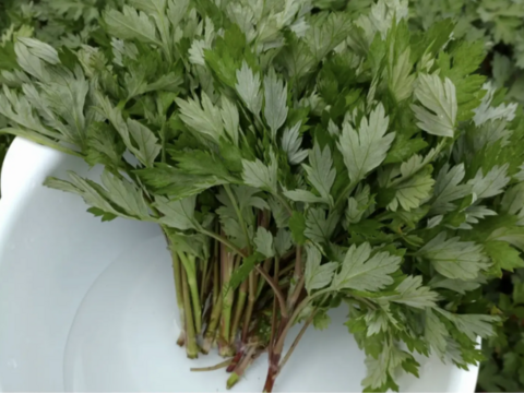 よもぎ生葉🌿60本（60苗）以上🌿１枚目の写真が約10本✕6🌿上から15cmの柔らかいヨモギ🌿和ハーブ🌿ヨモギ☆蓬☆畑横の人が通らない林の蓬🌿🏣ゆうパック