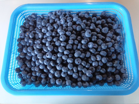 旬の生食用ブルーベリー【中・大粒】600ｇ（100ｇ×６パック）