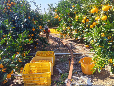 とにかく甘い！ひめまる石地みかん（小玉３Kg）