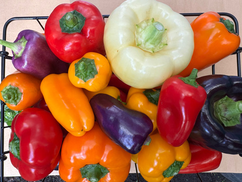 完熟！カラフルミニパプリカ500g & カラフル！じゃがいも３種セット(各、約1kg合計約3kg)詰め合わせセット