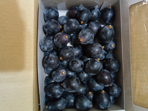 NEW》ナガノパープル（粒BOX）長野県須坂市産・クール便：長野県