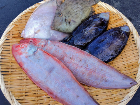 漁師直送朝どれお魚ボックス２㌔以上（下処理済）