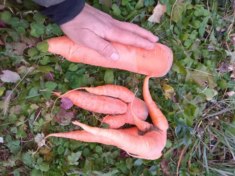 新黒田五寸　肥料農薬不使用の自家採種　訳ありB品