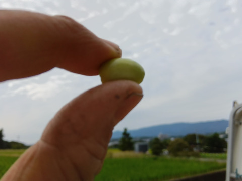完熟枝豆　自然栽培　肥料農薬不使用　自家採種