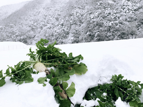 【１年に１度しか味わえない、越冬大根のお届けに参りました。】　≪雪国で育まれた水分・甘みたっぷりの大根≫　兵庫県香美町産「雪ぶとん大根」（8本箱入）