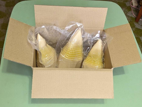 朝採り茹で『筍』1.2kg！丸ごと複数本パック詰！風味豊か絶品