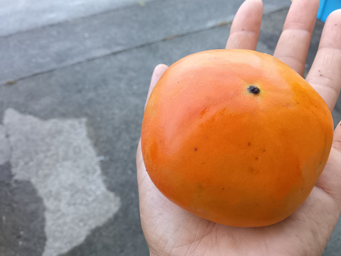 柿（富有柿）　肥料農薬不使用　自然栽培