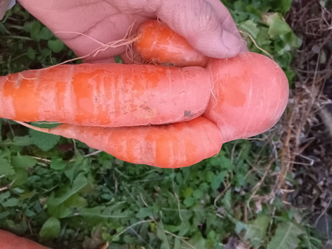 新黒田五寸　肥料農薬不使用の自家採種　訳ありB品