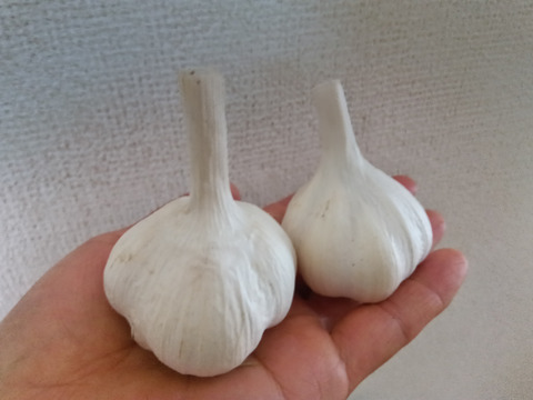 にんにく　上海早生　農薬化学肥料不使用　自家採種　500ｇ