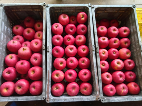 【信州飯綱産サンふじ】絶妙な甘みと酸味のリンゴ（5kg）