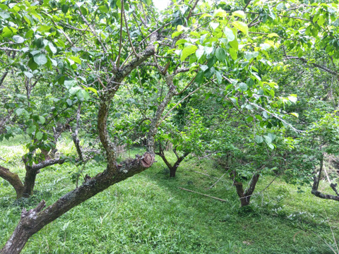 梅 肥料農薬不使用 自然栽培：和歌山県産の青軸｜食べチョク｜産地直送