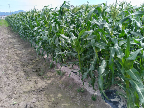 あま～い朝採りスイートコーン　６本入り