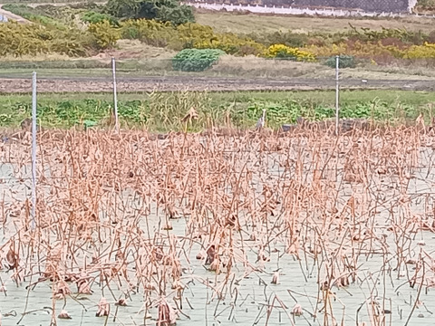 【ゲン担ぎ福袋】未来の見通しがいい
レンコン3.5㎏