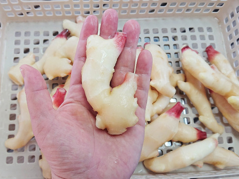 【予約】産直！新鮮！真っ白で柔らかい新生姜 500ｇ 高知県産 ハウス栽培