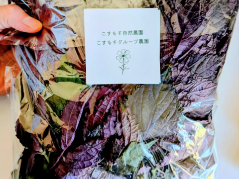 赤紫蘇 茎付きの葉10本以上 赤しそ 赤じそ（約25cm）農薬除草剤