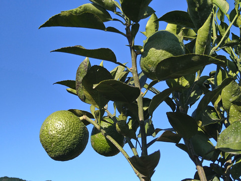 じゃばら果汁720ml （3本セット）