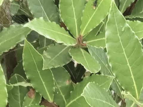 ローリエ月桂樹の生葉または乾燥葉 30枚🌿ハーブ🌿オーガンジーの袋入り♪ シチュー等のお料理に ハーブティーに お風呂に リースやスワッグの材料に☆自然栽培🏣ゆうパック