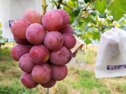 【ご家庭用2～3房】ぶどう食べ比べセット（品種おまかせ／約0.8kg）