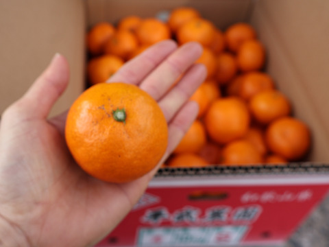 【冬ギフト】農家直送！有田みかん3kg≪Sサイズ 秀品≫【平武農園】～蛍飛ぶ町から旬の便り～　和歌山｜有田｜田口｜ギフト｜こだわり　産地直送　お取り寄せ