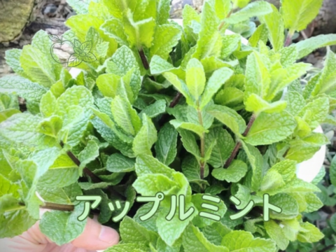 アップルミント🌿30本🌿ハーブ🌿りんごのような甘い香り🌿リラックス効果、消化促進、抗菌・抗炎症作用穏やかなメンソールでハーブティーや料理の風味付けに☆農薬、化学肥料、除草剤、動物性肥料等不使用