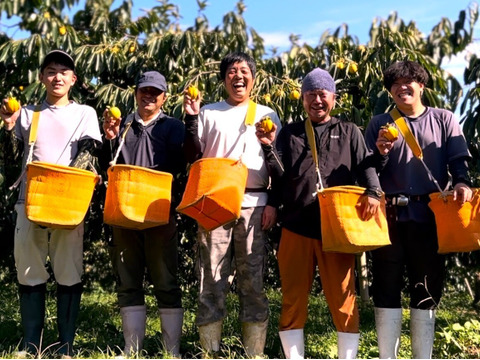 【予約・11月発送】自然な甘さがギュッ！西条柿の干し柿（6個入・ご家庭用中玉サイズ）の3パックセット ＊送料相当分値引き中＊
