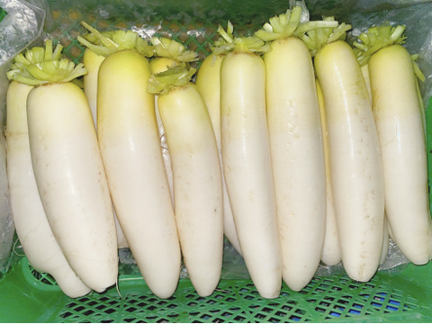 すべて農薬不使用のセット✨毎日売り切れの為【数量限定】