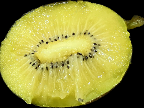 訳アリ格安！果汁たっぷり香川県産大玉キウイ『さぬきゴールド』(ご家庭用・12kg)