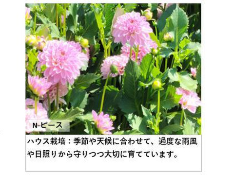 ダリア 彩り鮮やか！心華やぐ麗しき花！〈10本〉