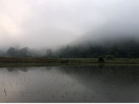 ❤️特別栽培令和6年新米5kg×2超大粒“米王”‼️甘くてモチモチ、香りの良い能勢天神米「いのちの一粒」（品種名:いのちの壱）白米。