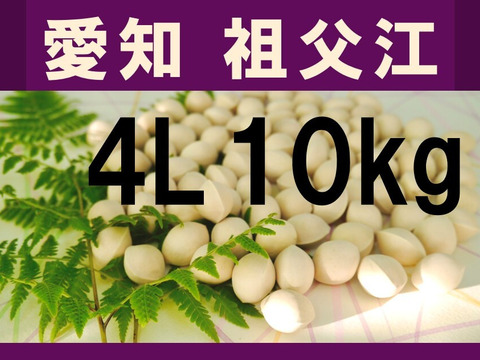 2025年新物！ 愛知県 祖父江産　久寿ぎんなん 銀杏 4L 10kg     ☆秋の味覚☆