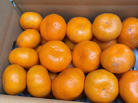 熟成みかん『青島（あおしま）』3kg サイズ混合 ご家庭用 ≪仲屋 海瀬農園≫ 静岡県 西浦みかん 3キロ