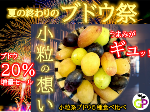 小粒系ブドウ　５種食べ比べ『小粒の想い』500g×1P　朝採り新鮮！夏の終わりのブドウ祭り 只今２０％増量サービス中！！