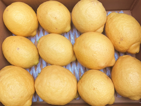 スイーツ作りに！【防腐剤・ワックス不使用】西浦れもん 大玉 2.7kg 仲屋 海瀬農園