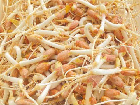 落花生の風味がそのまま！ピーナッツもやし 1.5kg