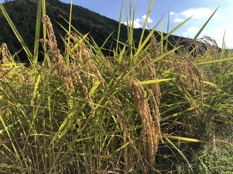 🌾【令和7年産超特別栽培】能勢天神米もち米マンゲツモチ７分づき真空パック2kg×2。お餅、お赤飯、粽、栗おこわなどに最適❣️少し黄色っぽいが、真っ白いもち米よりも格別に美味しい😋👍