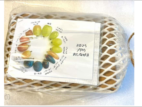 ブドウの宝石箱　 COLORS 『THE GIFT 』カラーズ ザ ギフト  ５種食べ比べ 550g×1P　朝採り新鮮！夏の終わりのブドウ祭り 只今２０％増量サービス中！！