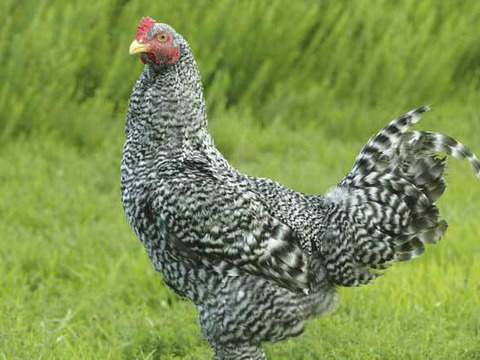 1パックにまとめてお得に! 特産地鶏 青森シャモロック 正肉一 1パックにまとめてお得に! 特産地鶏 青森シャモロック 正肉一