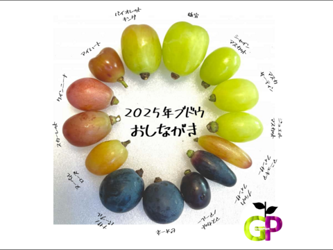 シャインマスカット系3種食べ比べ　『GREENS　グリーンズ』　500g×1P　朝採り新鮮！夏の終わりのブドウ祭り 只今２０％増量サービス中！！